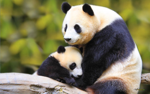 Pandabeer mama met kleintje